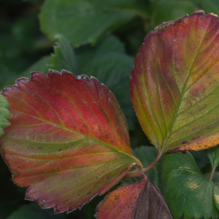 Strawberry Plants with Yellow Flowers Strawberry Plants