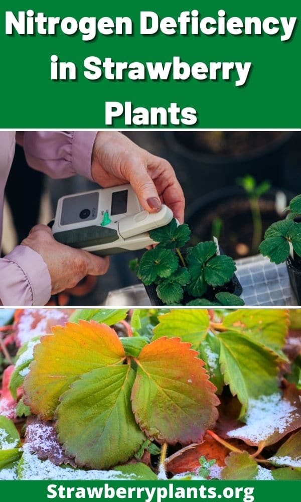 Nitrogen Deficiency in Strawberry Plants Strawberry Plants