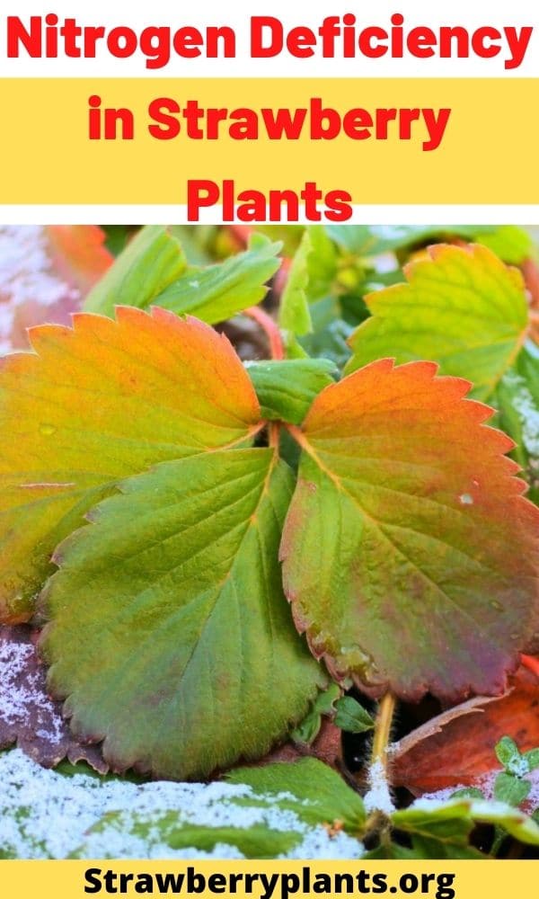 Nitrogen Deficiency in Strawberry Plants Strawberry Plants