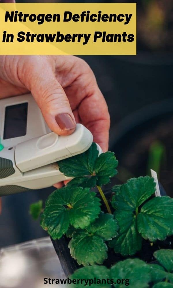 Nitrogen Deficiency in Strawberry Plants Strawberry Plants