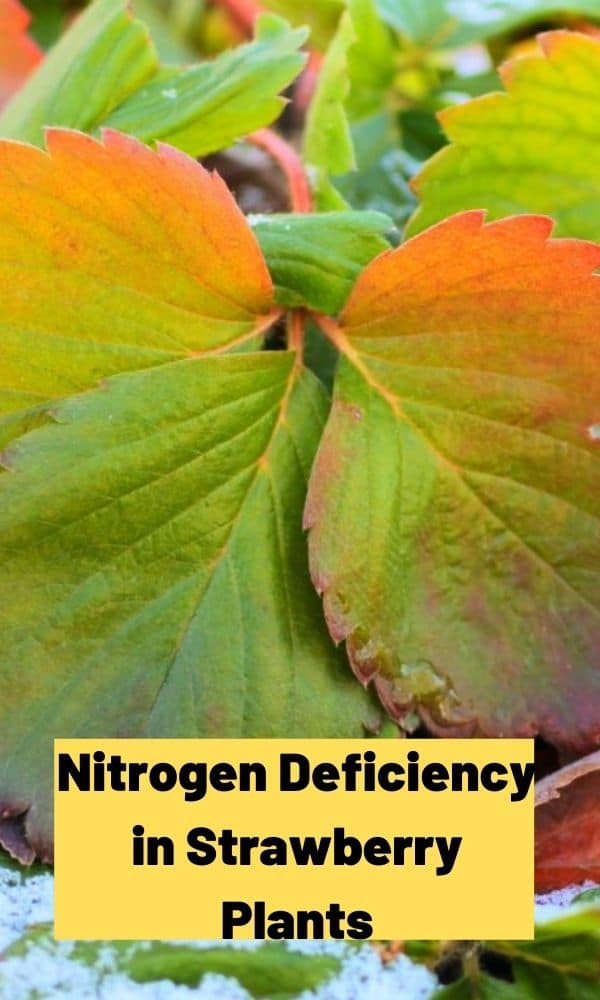 Nitrogen Deficiency in Strawberry Plants Strawberry Plants