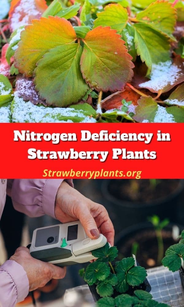 Nitrogen Deficiency in Strawberry Plants Strawberry Plants