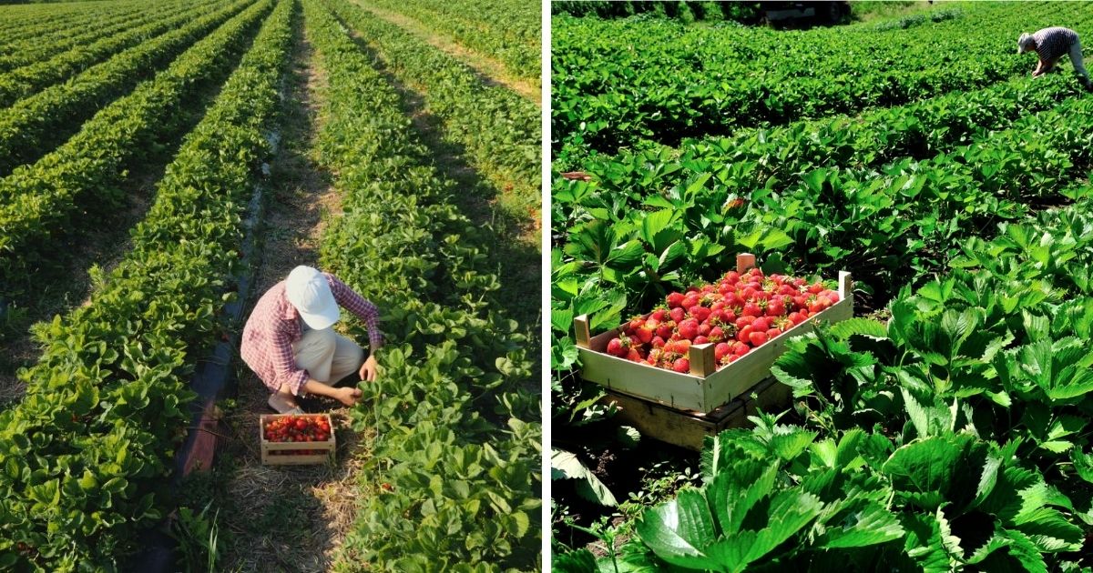 Organic Strawberry Farming in the Philippines Strawberry Plants