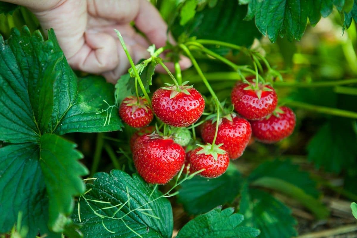 Hand holding strawberry plants full of ripe fruits