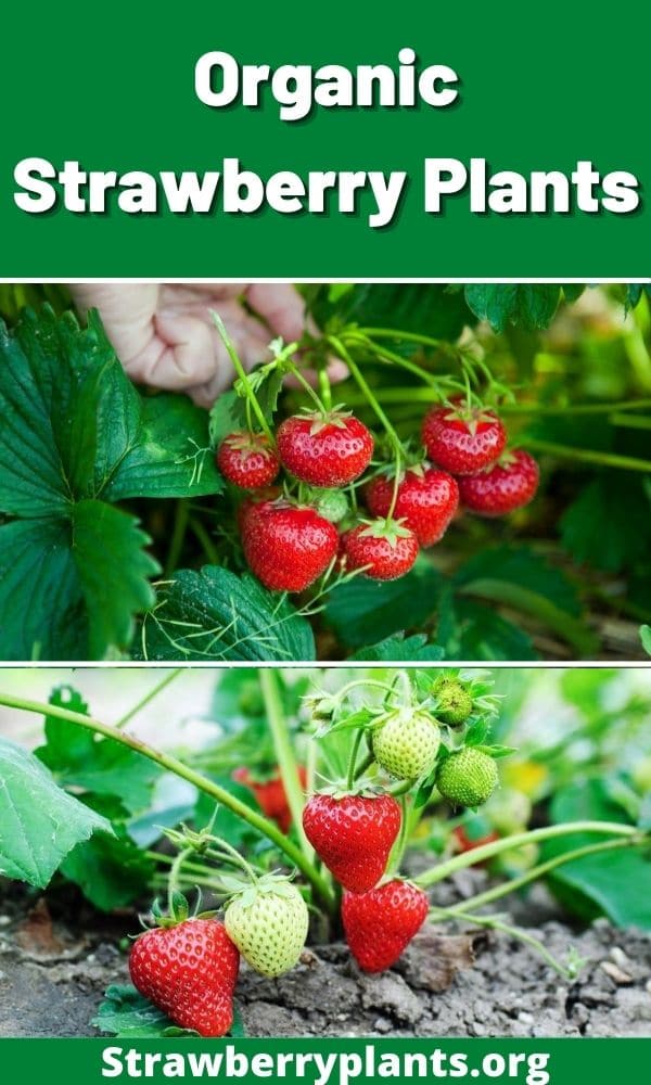 Organic Strawberry Plants – Strawberry Plants