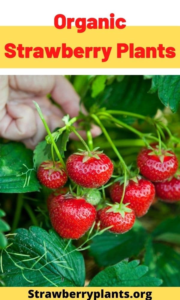 Organic Strawberry Plants – Strawberry Plants