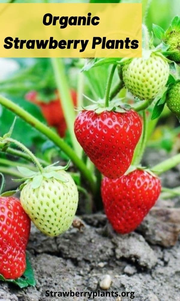 Organic Strawberry Plants Strawberry Plants