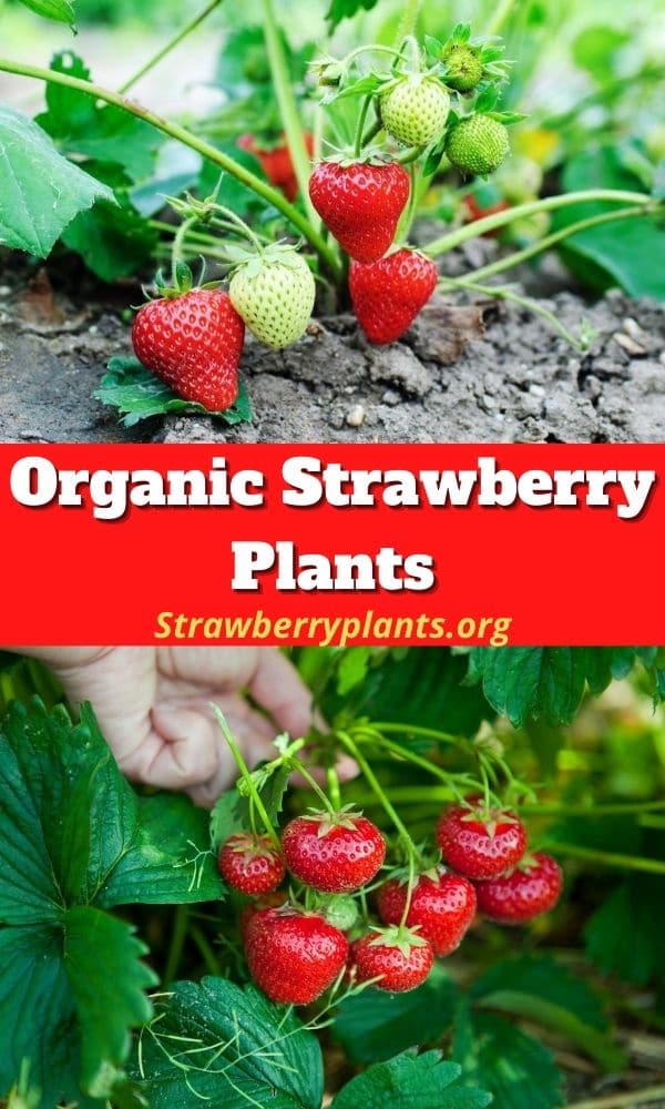 Organic Strawberry Plants – Strawberry Plants