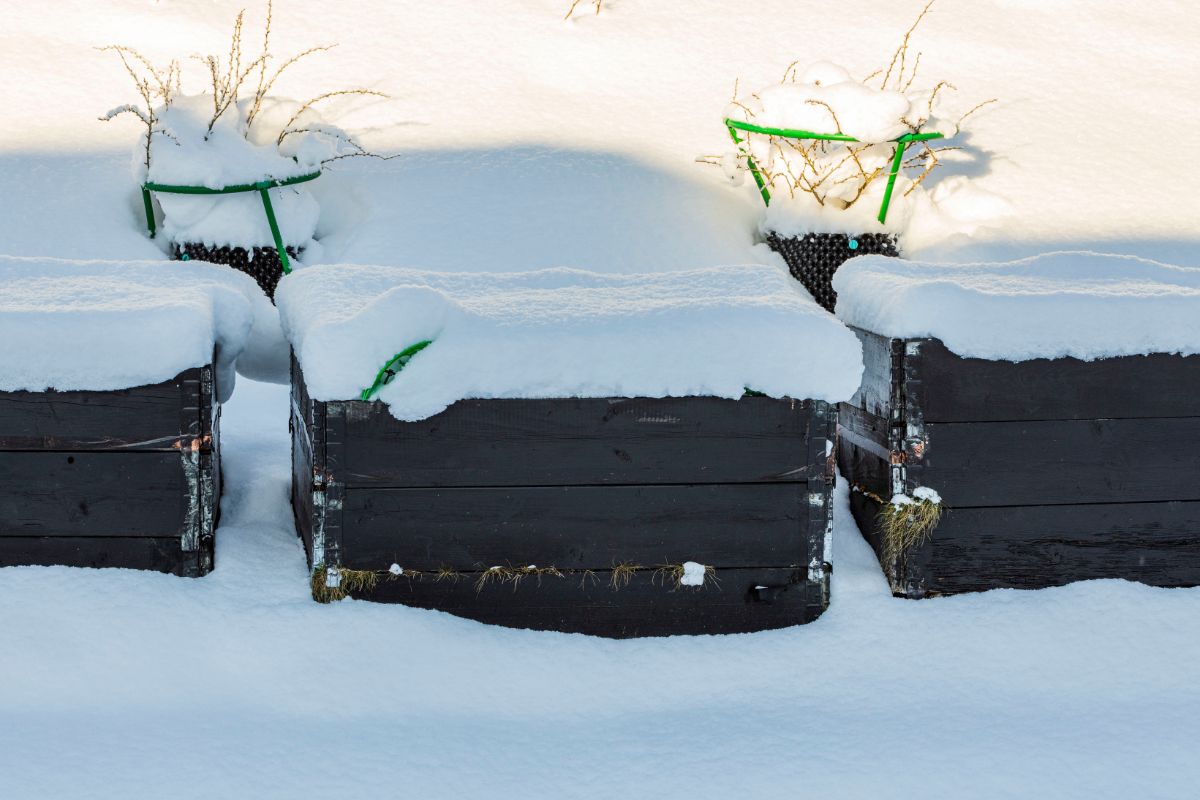 Wooden raised beds covered in snow