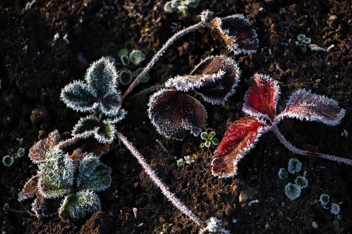Small strawberry plants in soil with frosting