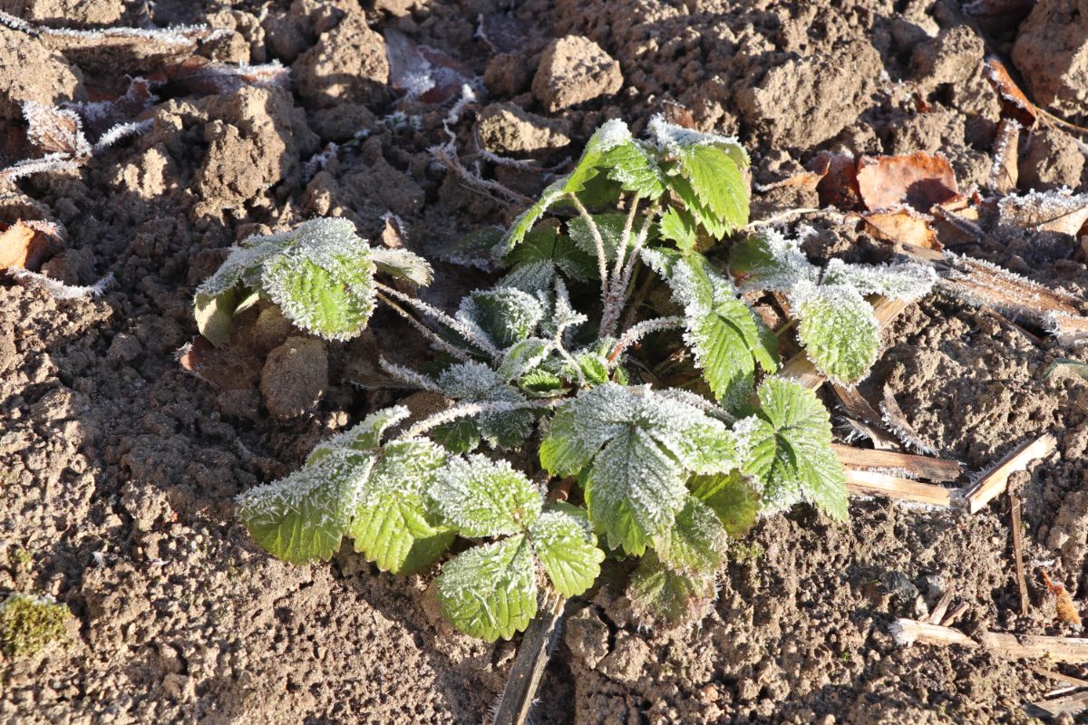 Strawberry plant  in soil with frosting