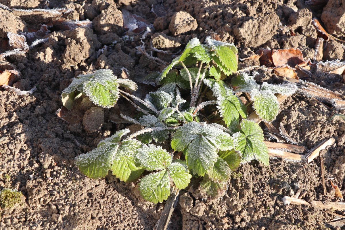 Overwintering Strawberries