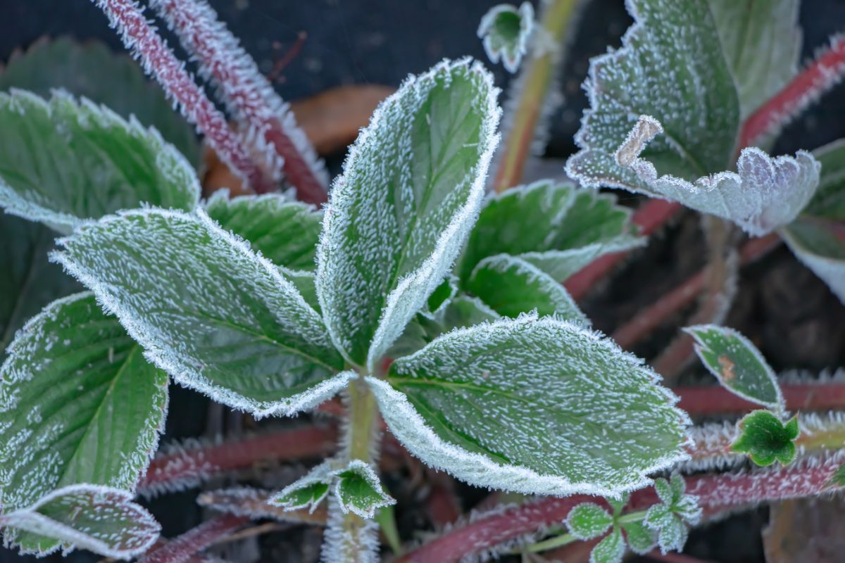 Close shot of strawberry plant with frosting