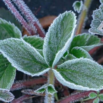 Strawberry leaves with frosting
