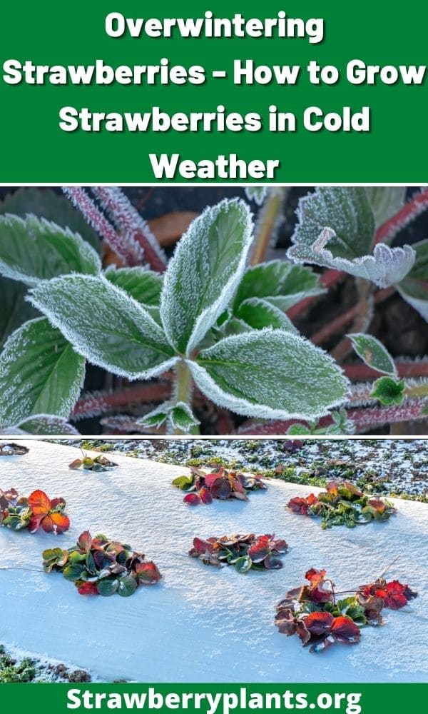 Overwintering Strawberries (Growing Strawberries in Cold Weather)