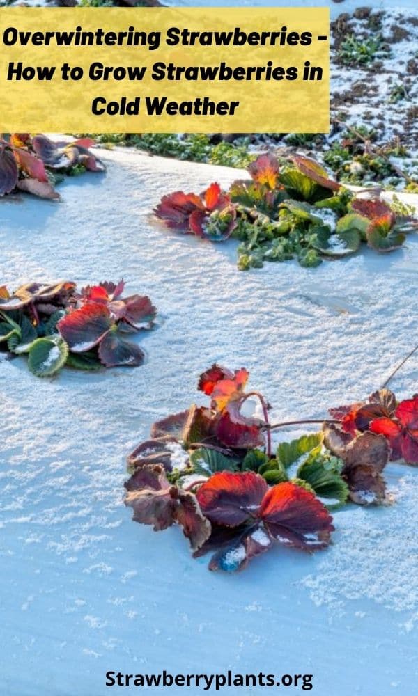 Overwintering Strawberries (Growing Strawberries in Cold Weather)