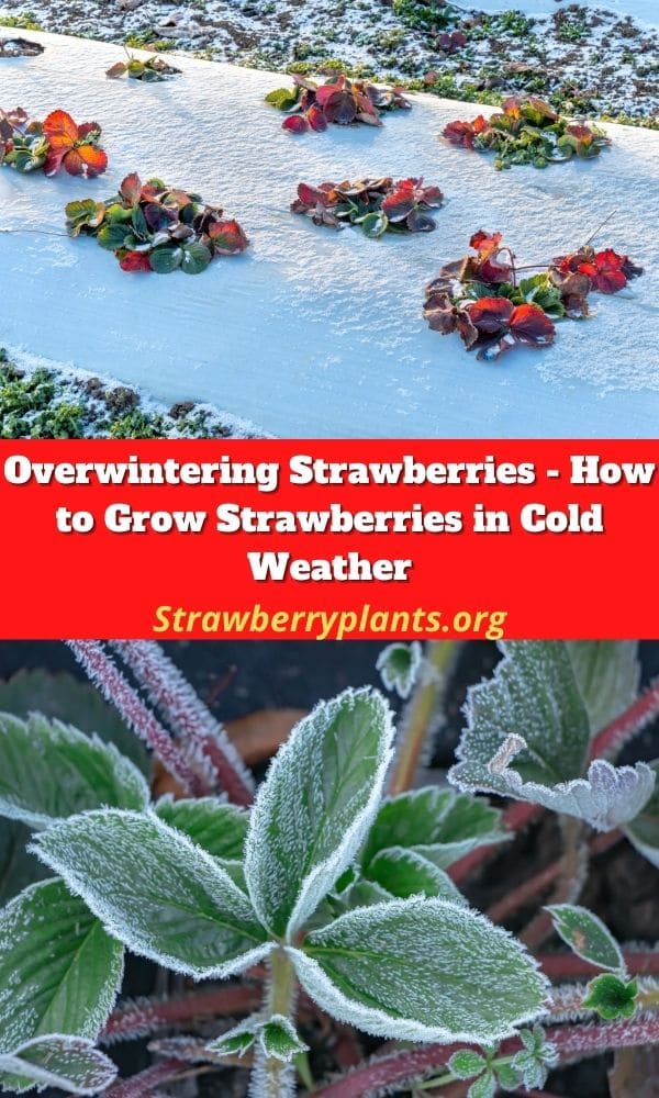 Overwintering Strawberries (Growing Strawberries in Cold Weather)