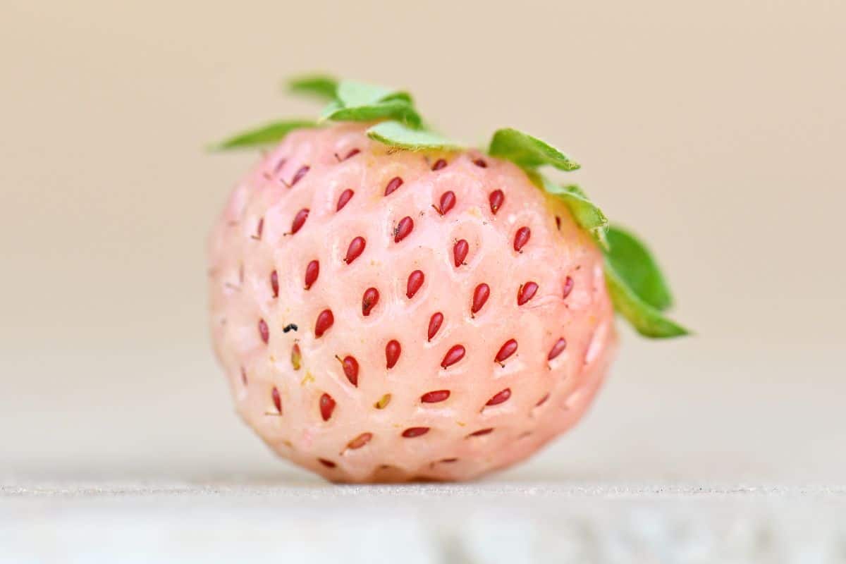 Close shot of pineberry on whitish background