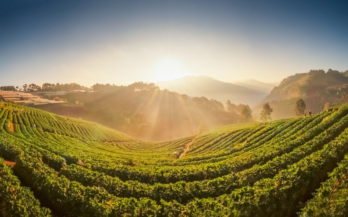 Sunrise over beatiful strawberry farm on hill