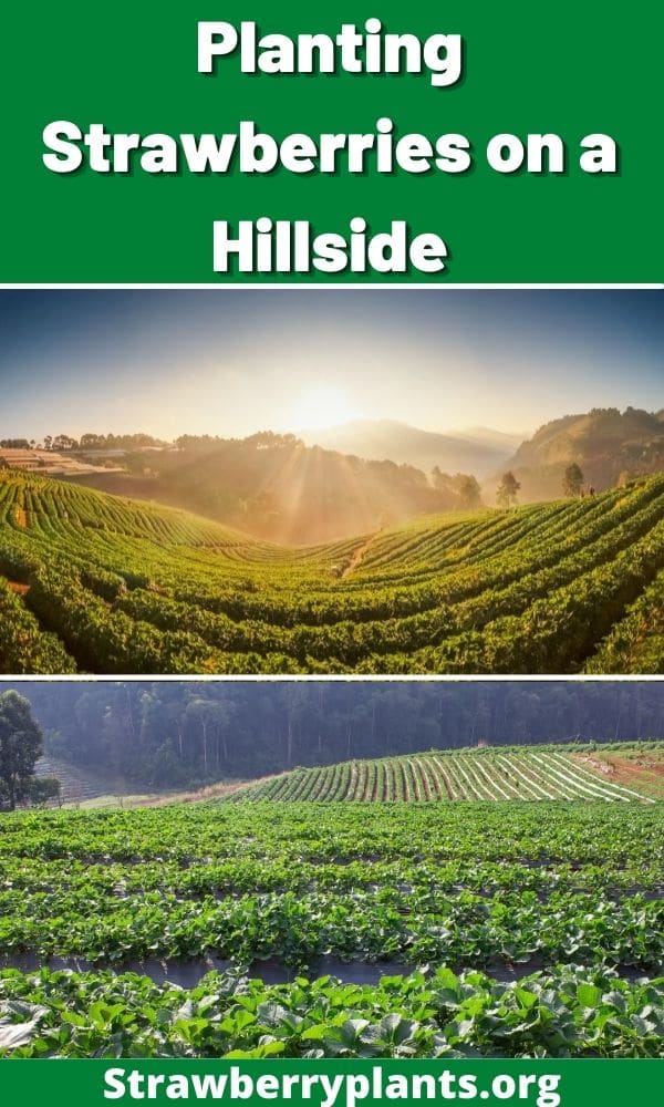 Planting Strawberries on a Hillside Strawberry Plants