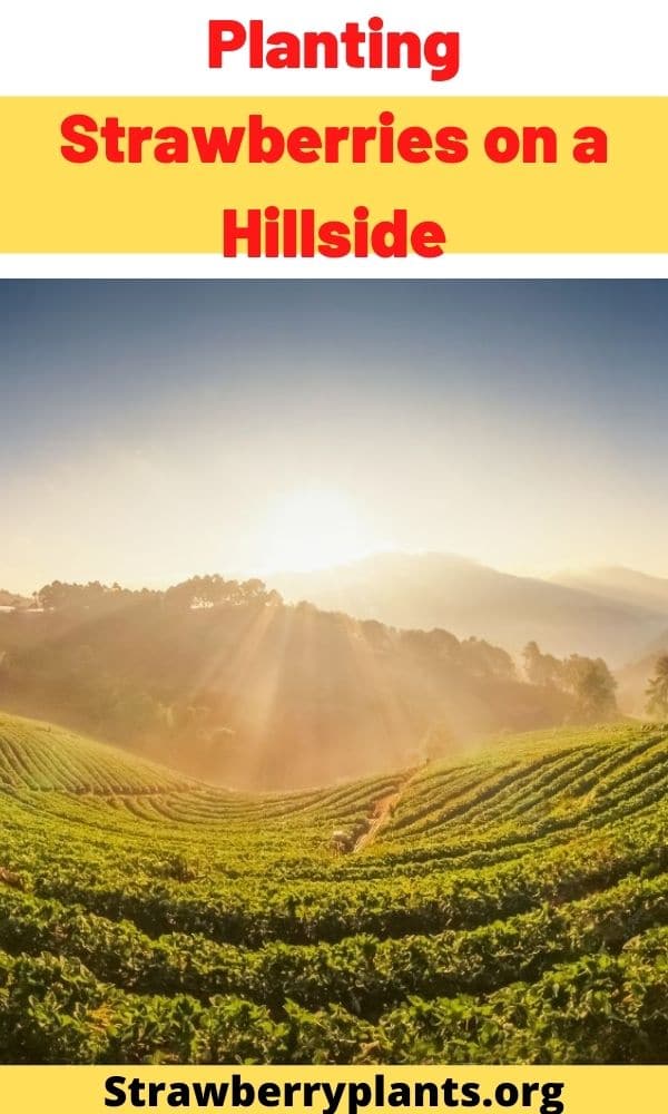 Planting Strawberries on a Hillside Strawberry Plants