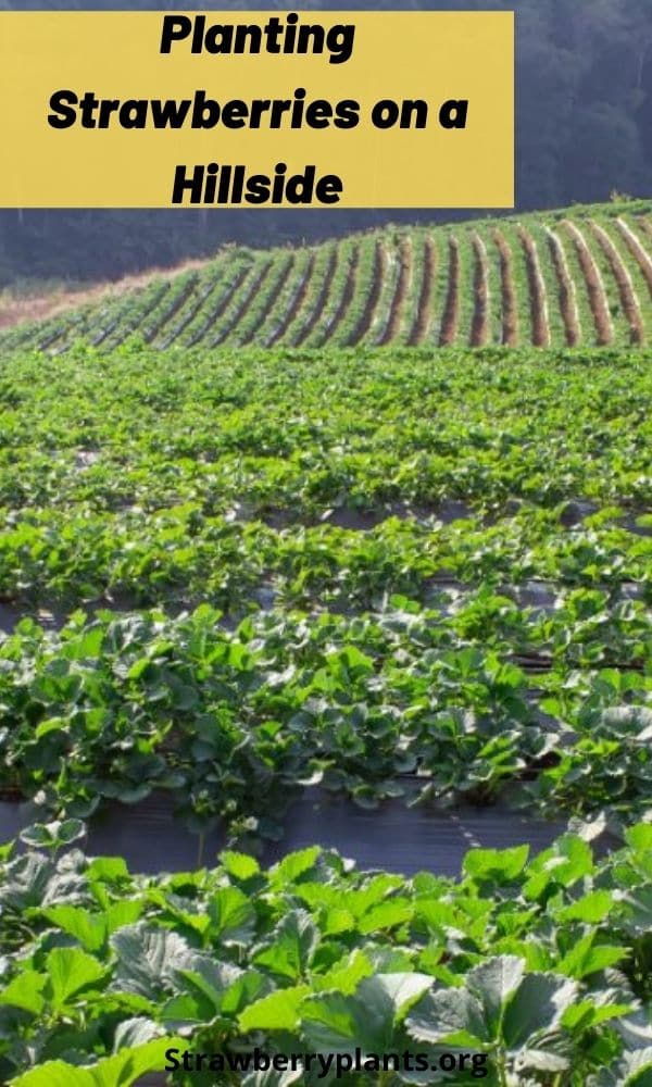 Planting Strawberries on a Hillside Strawberry Plants