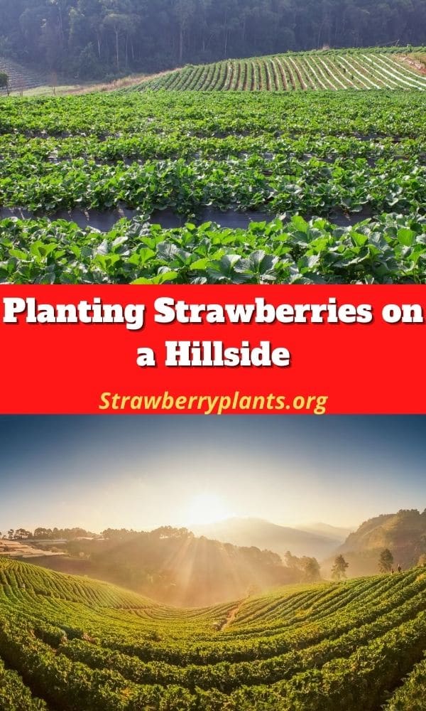 Planting Strawberries on a Hillside Strawberry Plants