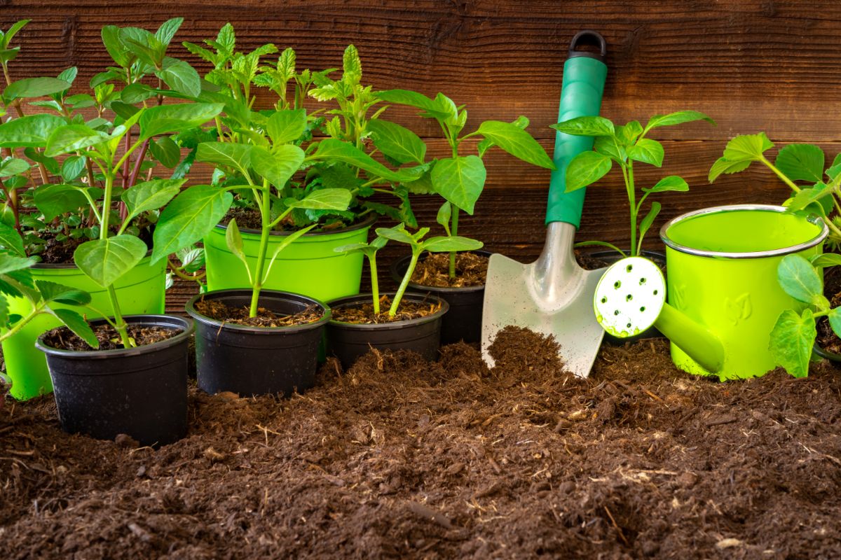 Strawberry plants in pot next to small shovel and gardener bucket on fresh soil