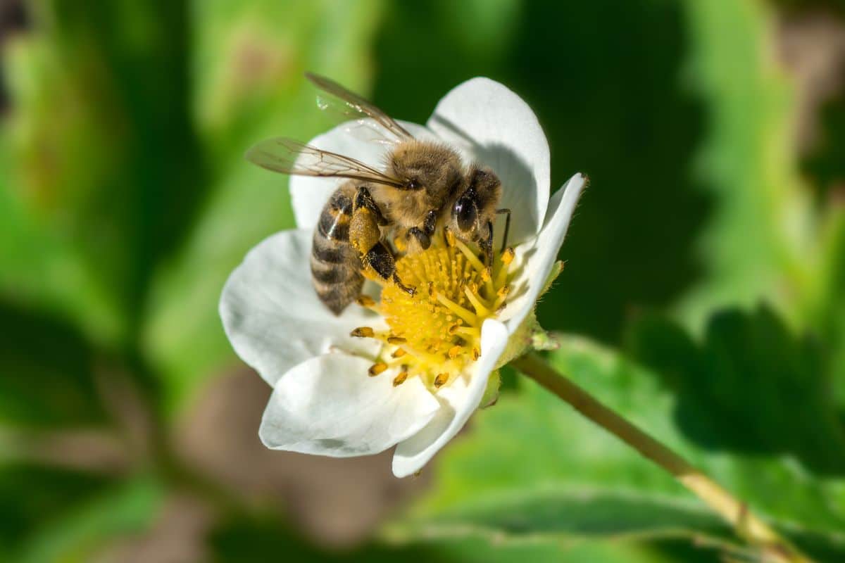 Close-shot of bee pollinating strawberry flower