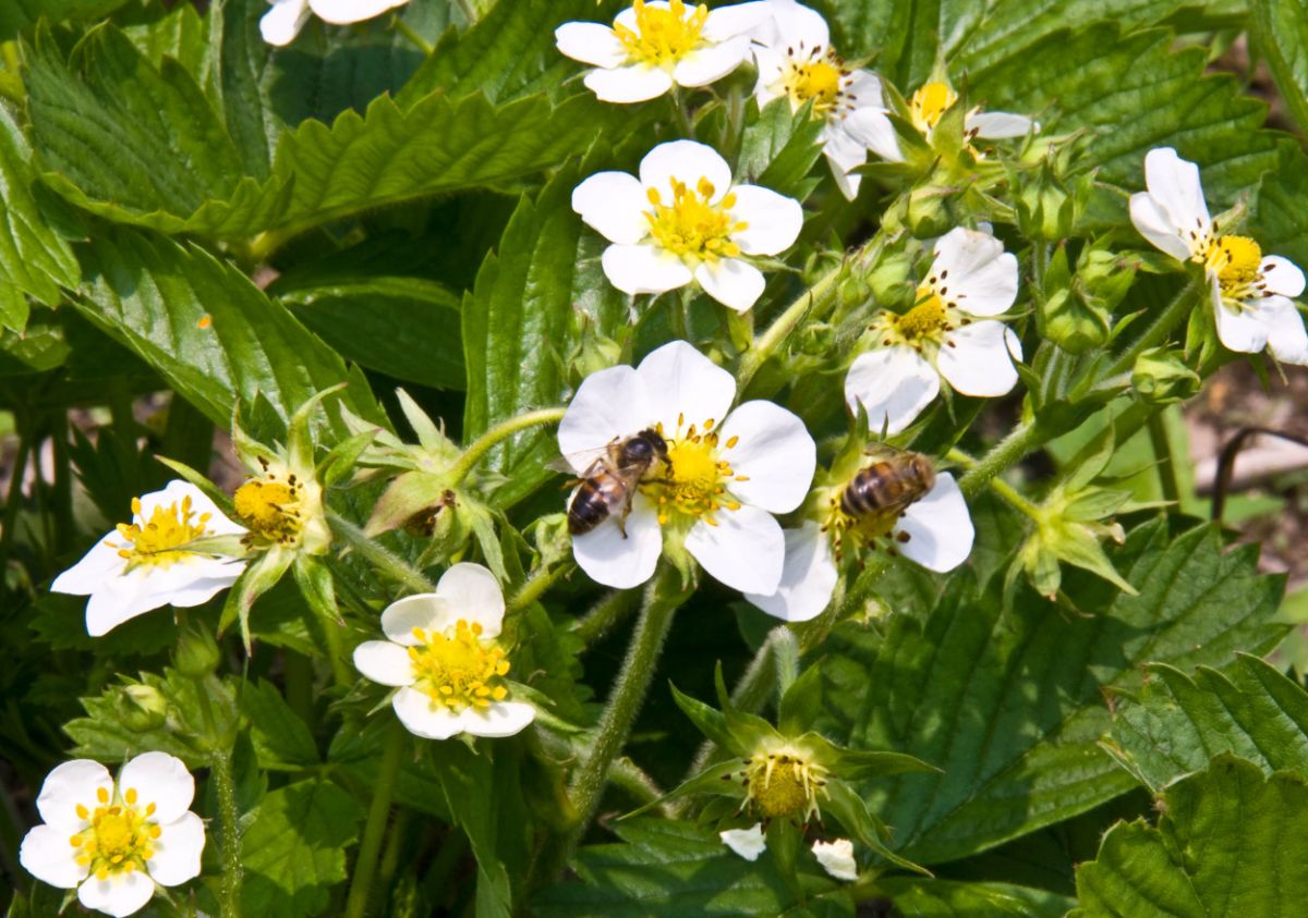 Bees on strawberry plant pollinating strawberry flowers
