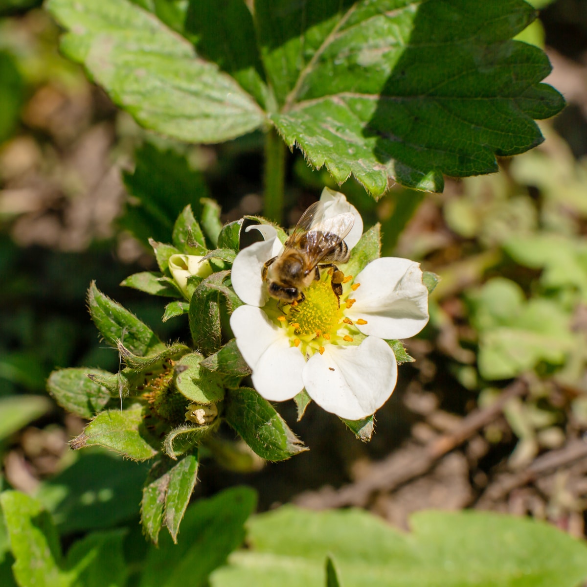 Strawberry Plant Article Archives Strawberry Plants