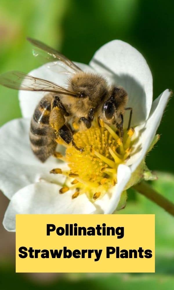 Pollinating Strawberry Plants Strawberry Plants