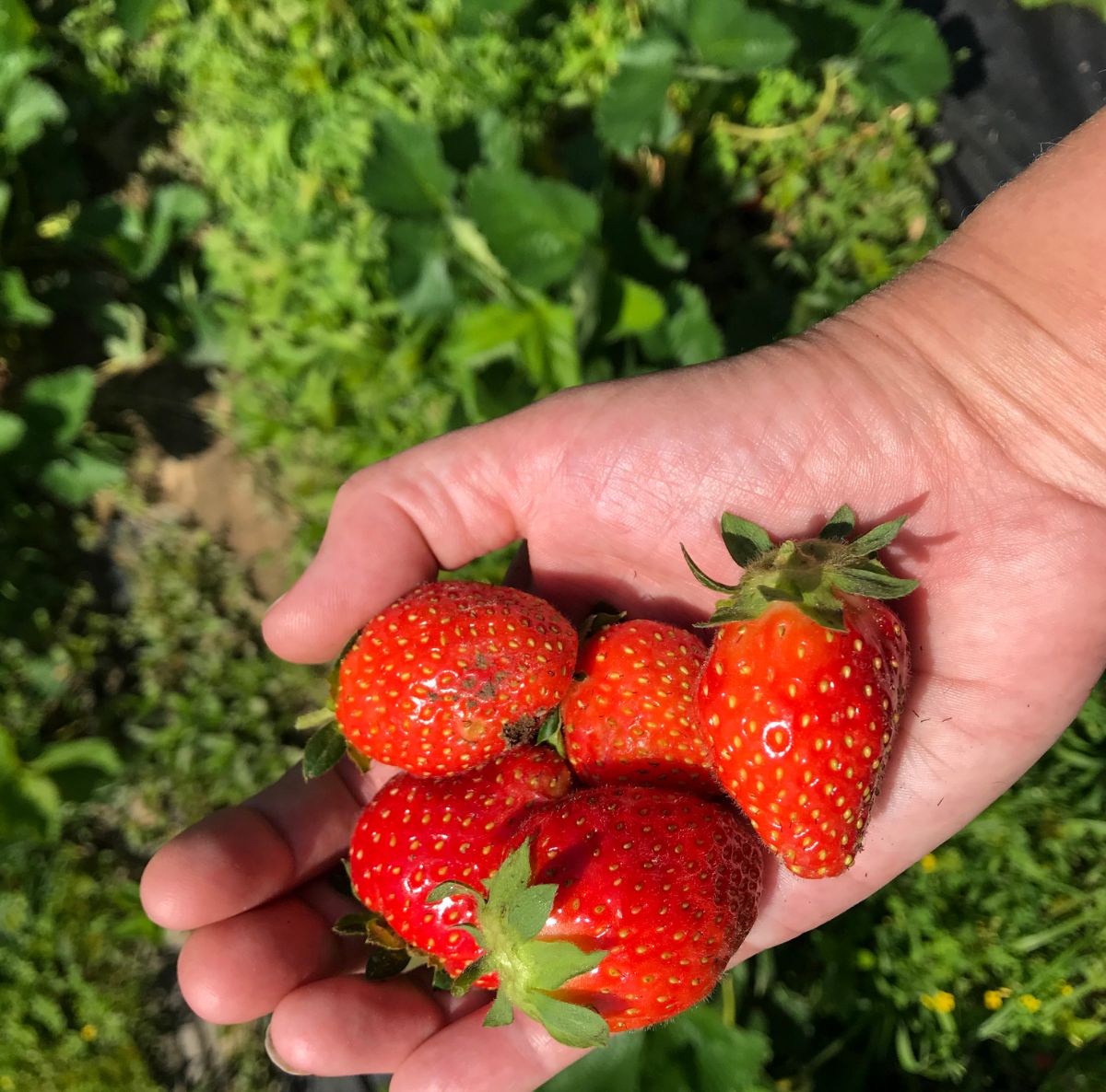 Man hand holding ripe freshly picked strawberries green background