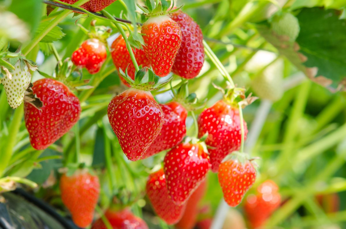 Juicy fresh ripe strawberries on plants