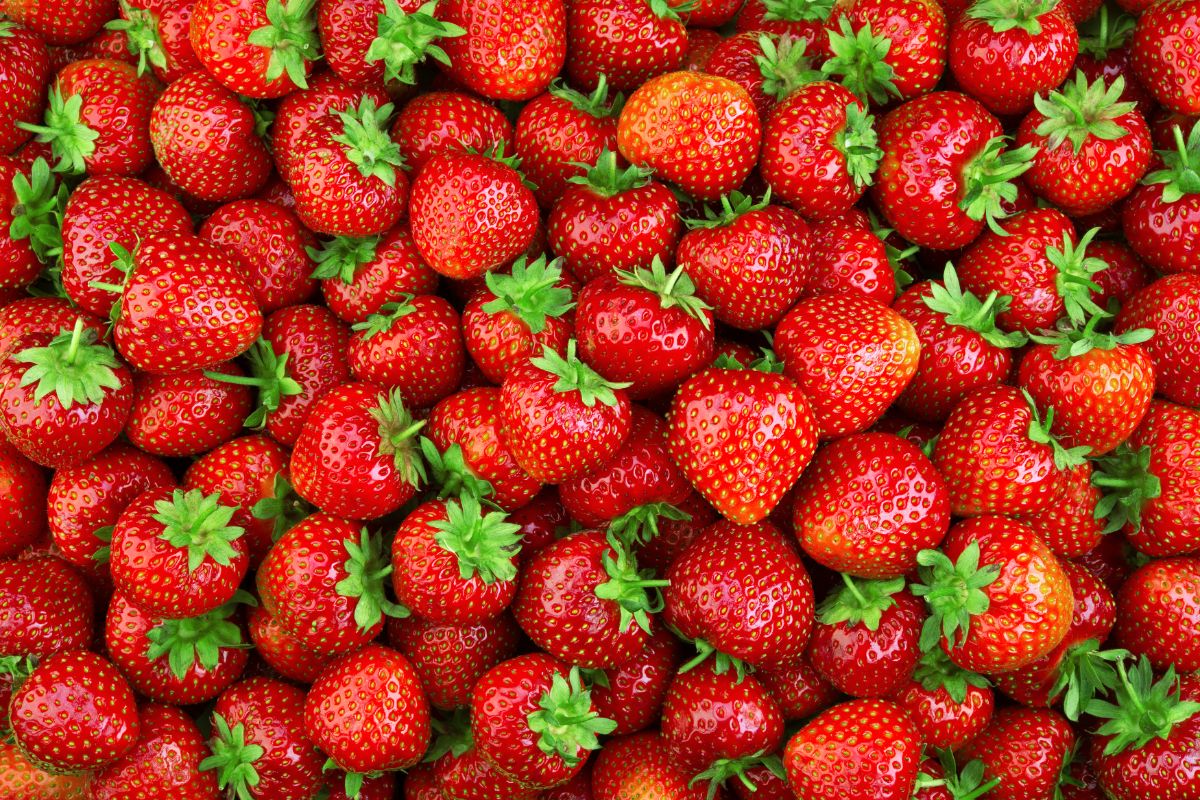 Big amount of freshly picked ripe strawberries