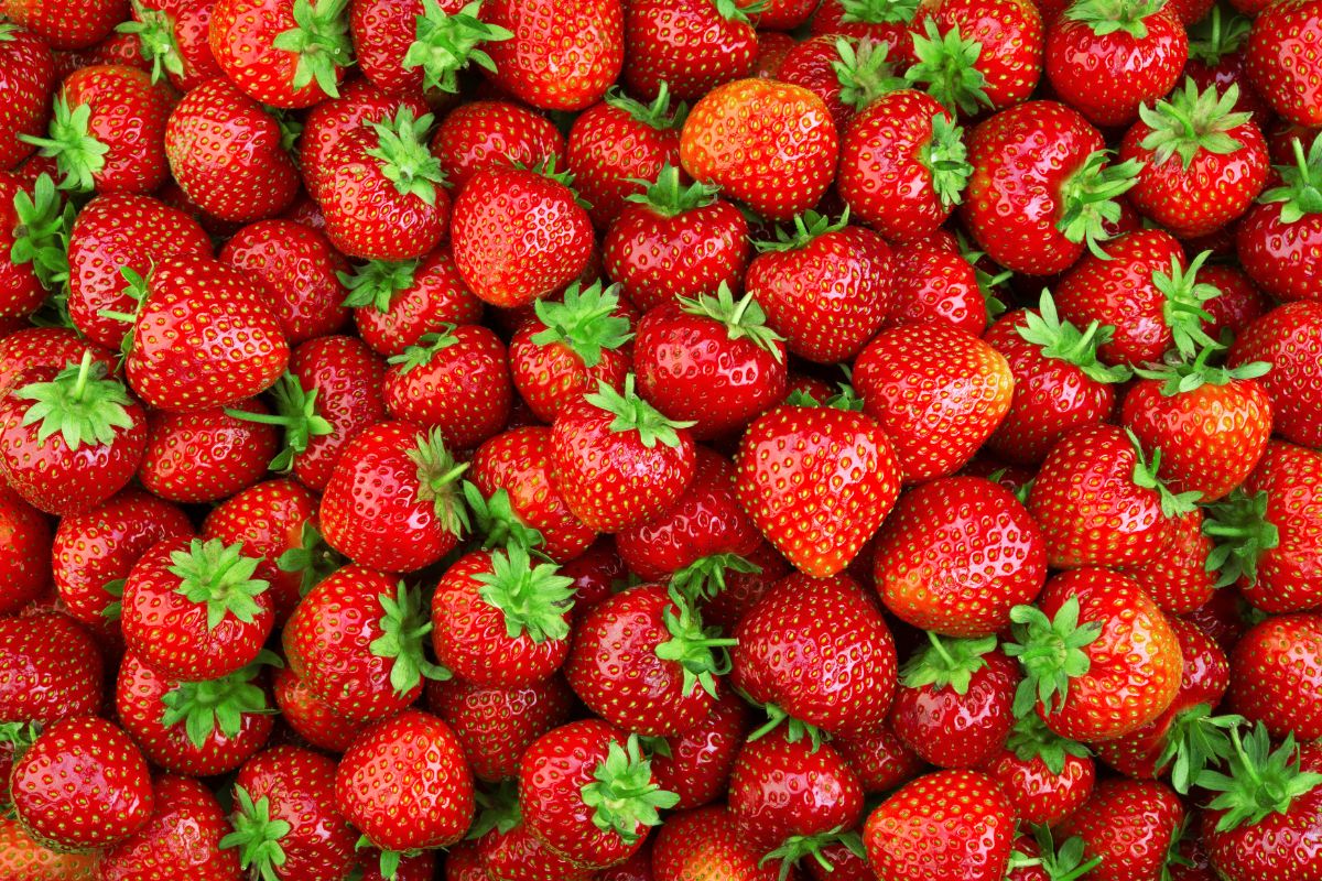 Strawberries 'Allstar