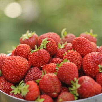 Honeoye variety strawberries in a bowl with a background of greenery