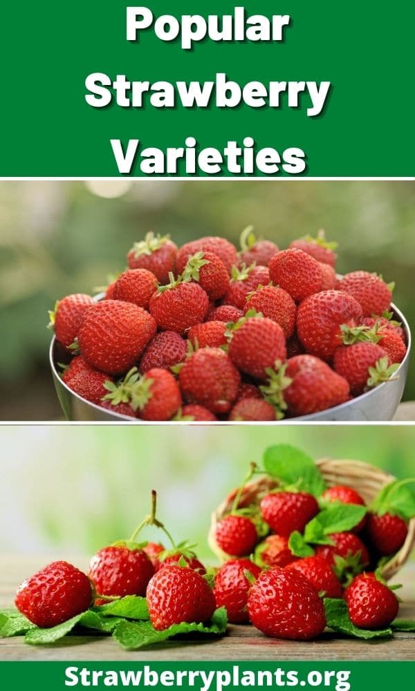 Popular Strawberry Varieties (Complete Guide)