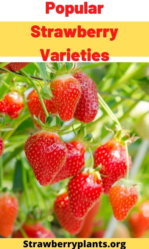 Popular Strawberry Varieties (Complete Guide)