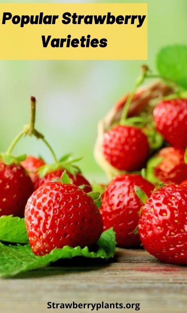 Popular Strawberry Varieties Guide)