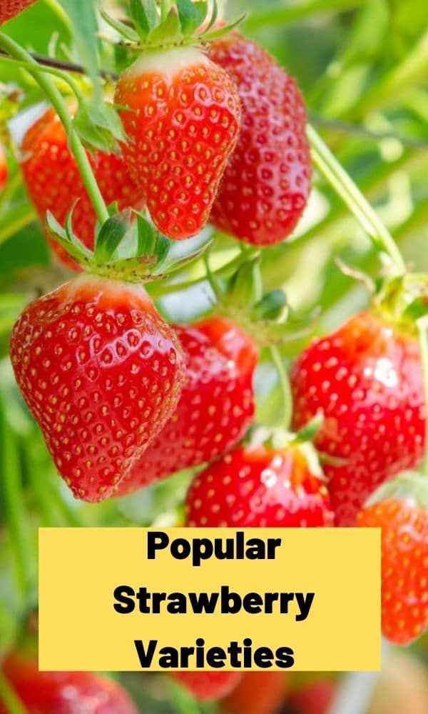 Popular Strawberry Varieties Guide)