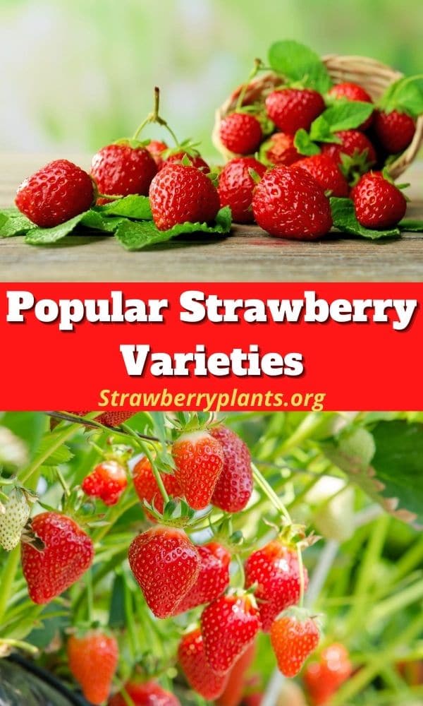 Popular Strawberry Varieties Guide)