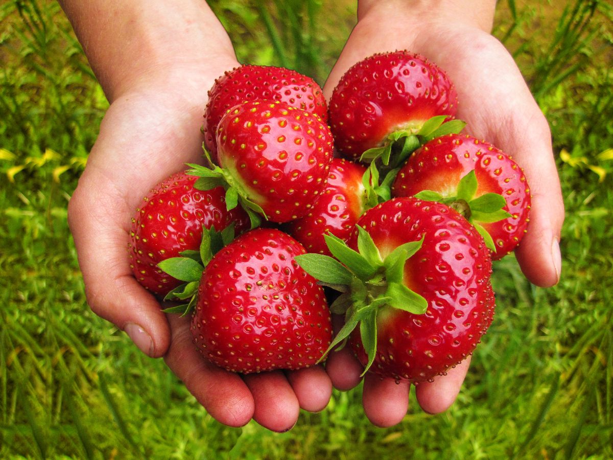 Hands holding huge ripe red strawberries on green background
