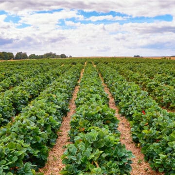 Green strawberry field with blue sky and clouds on the horizon.
