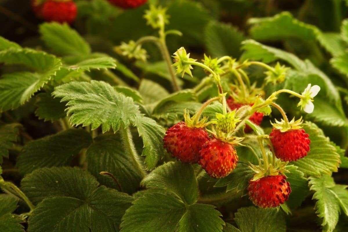Strawberry plants with ripe fruits and  flowers