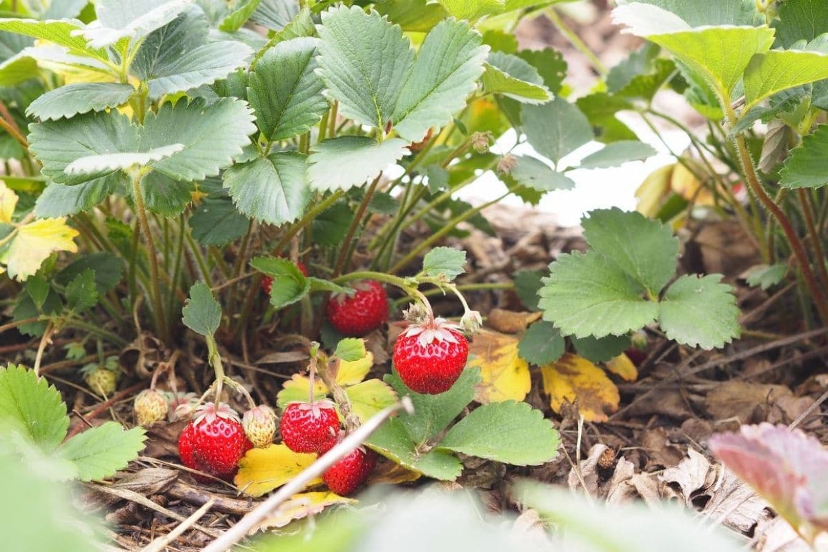 Strawberry plant with ripe and unripe fruits on the ground