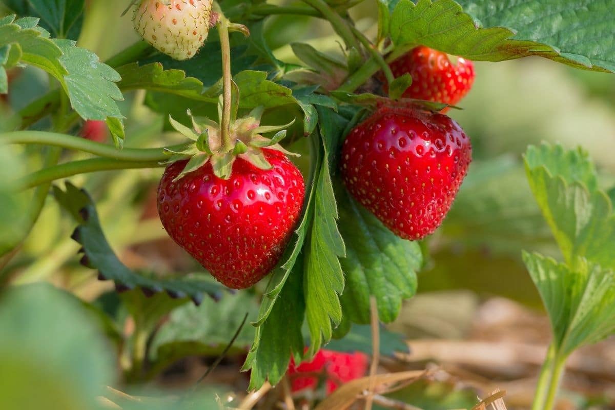 Closeshot of ripe sweet strawberries hanging on plant