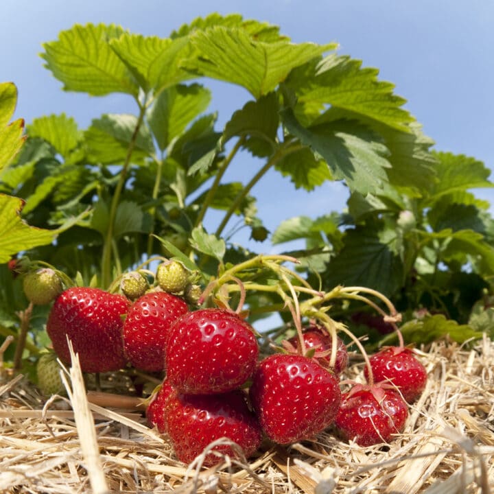 Strawberry Varieties Article Archives Strawberry Plants