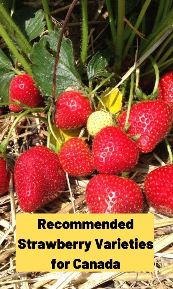 Strawberry Varieties for Canada Strawberry Plants