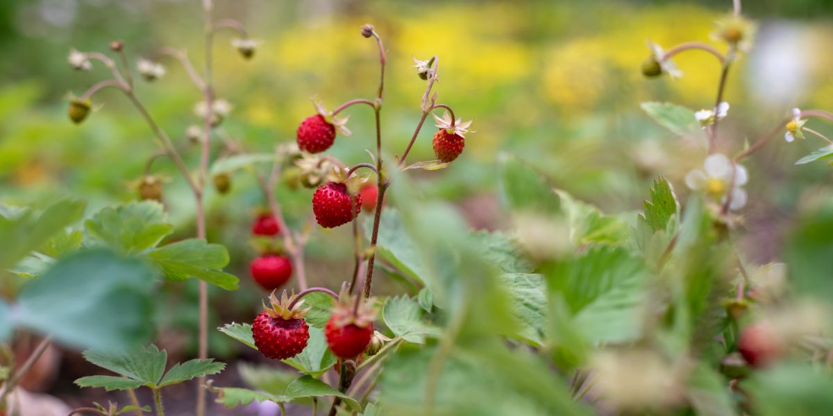 Strawberry plant with ripe fruits with red stem and leaves